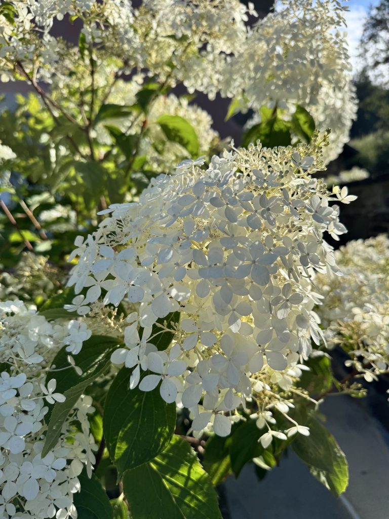 White flowers of a Hydrangea Paniculata Grandiflora