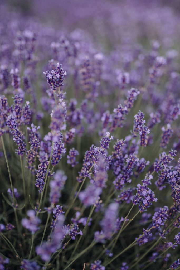 Lavender especially suitable for light sandy soils