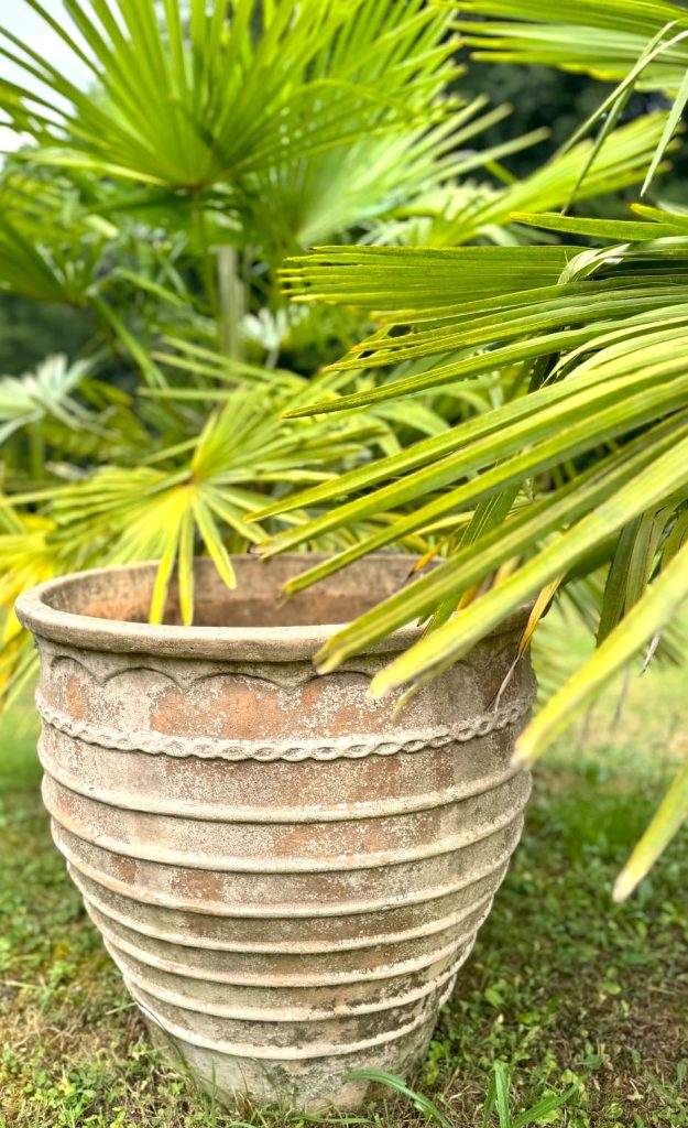 Large decorative pot surrounded by architectural plants