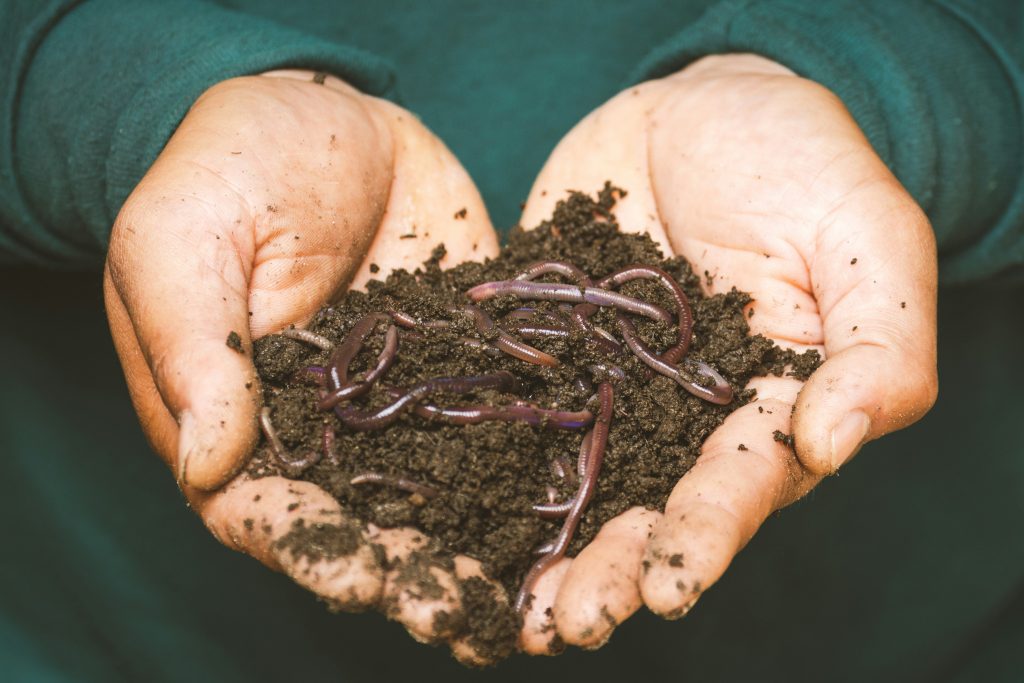 Hands gently lifting soil to reveal earthworms during a soil health test in a garden bed