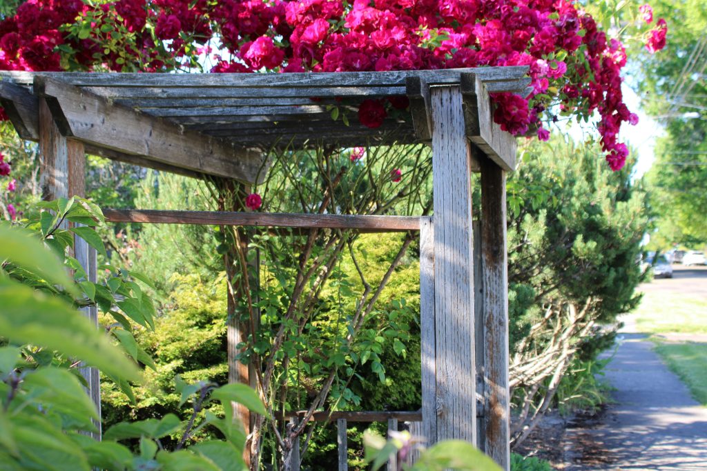 Wooden Pergola with pink climbing rose