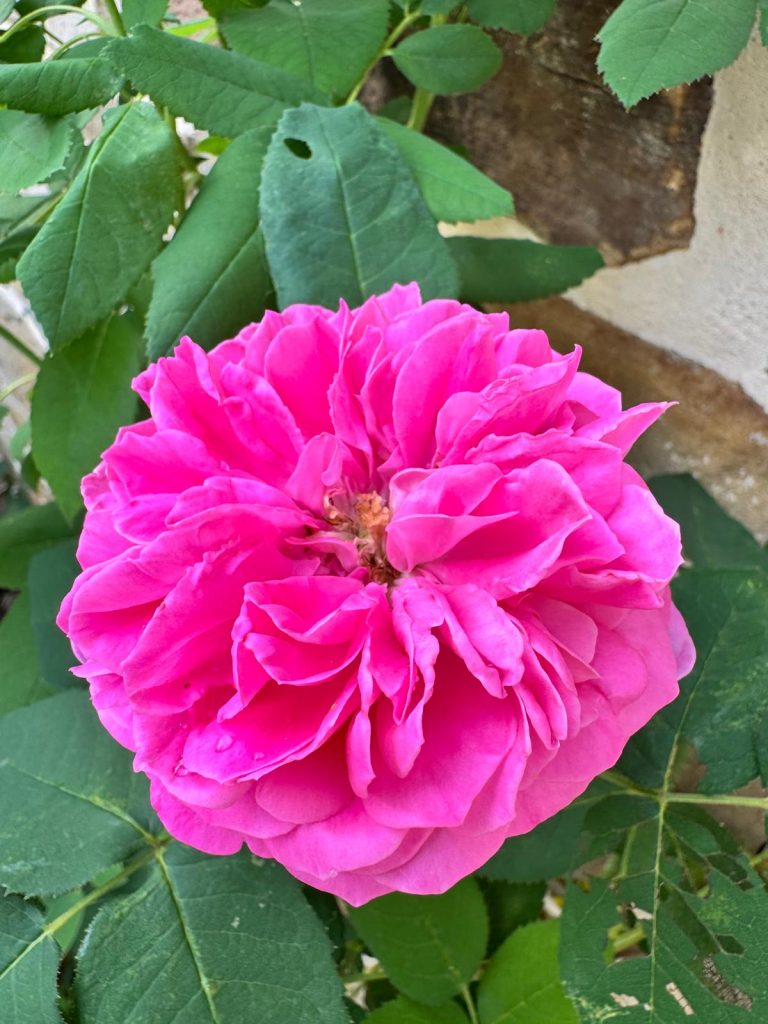 Camellia flower, showing how plants bloom when planted in the right soil.