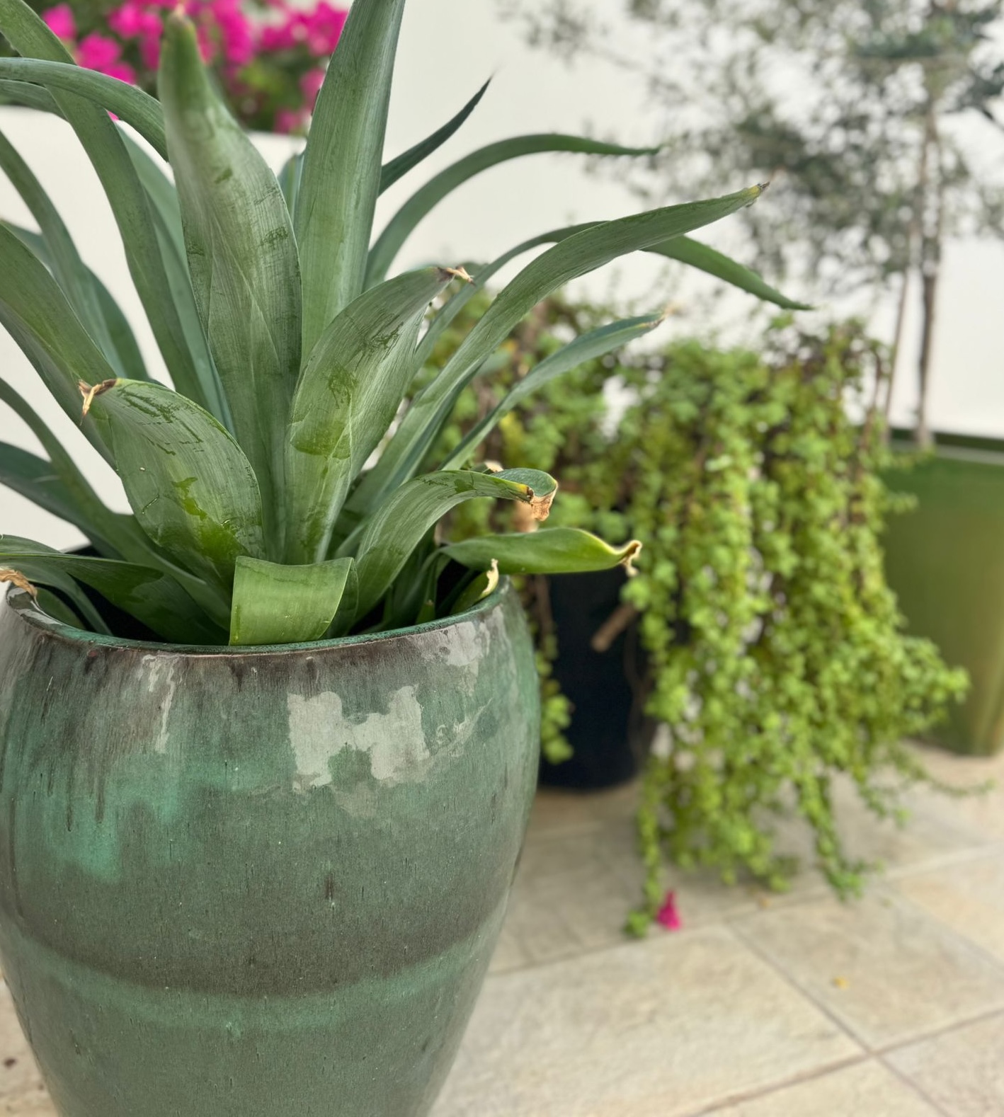 Collection of potted plants and container gardens thriving in hot conditions