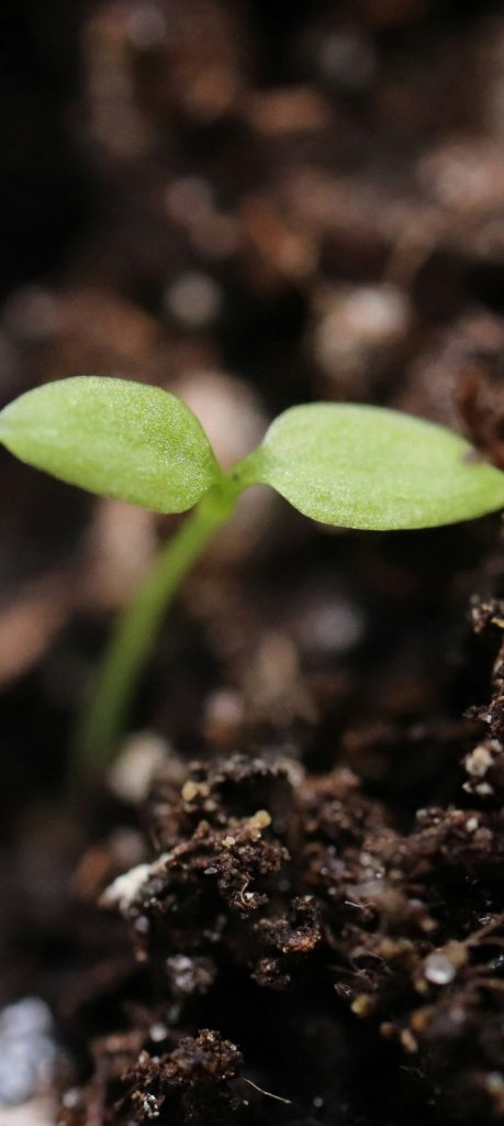 Close up of rich garden soil with a young sapling growing in it